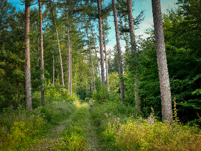 Forest Bathing - 10/3/2026